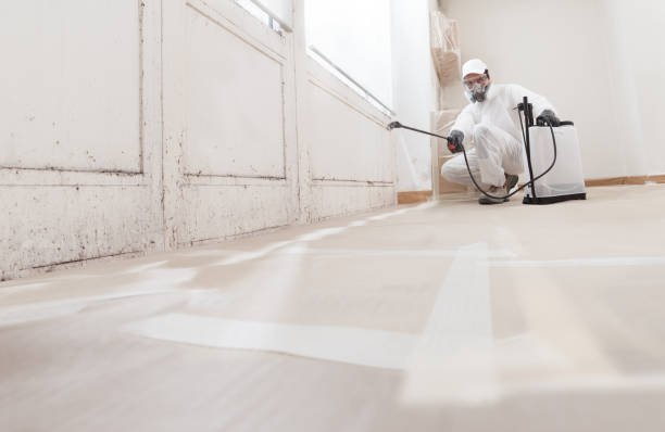 Black mold remediation team in New Hope